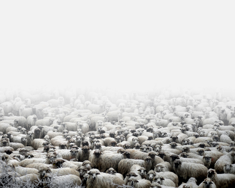 Farma owiec w Silvasu de Sus; fot. Tamas Dezso